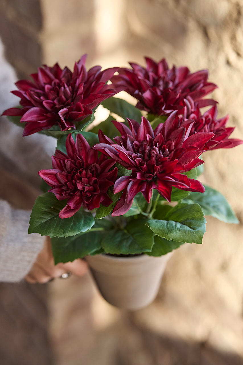 /images/imagebankSeasons/small/Mr Plant AW24/1178-85-1.jpg